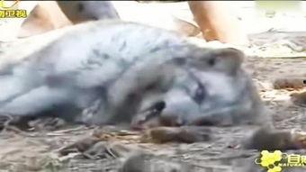 爆料踩踏动物案例视频,揭秘网络爆料的踩踏动物惨案视频