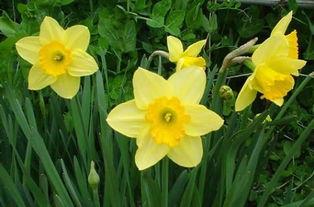 水仙花爆料视频大全下载,揭秘娱乐圈幕后故事