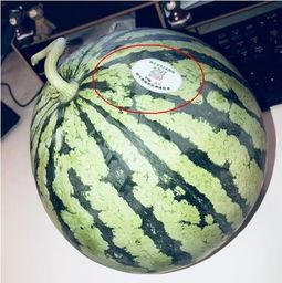 渭南网红吃瓜,揭秘网络红人的幕后故事