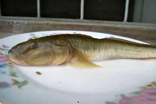 海鲶鱼被爆料视频,揭秘海洋生物的生存现状