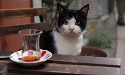 娱乐吃瓜酱猫抱枕,带你感受萌宠的魅力